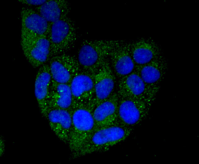 CD274(PD1L1) Antibody[48238]