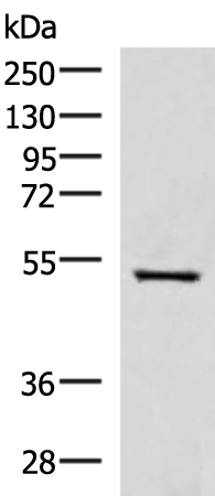 FDXR antibody[31868]