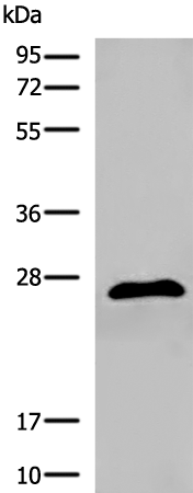 DGCR6 Antibody[47049]