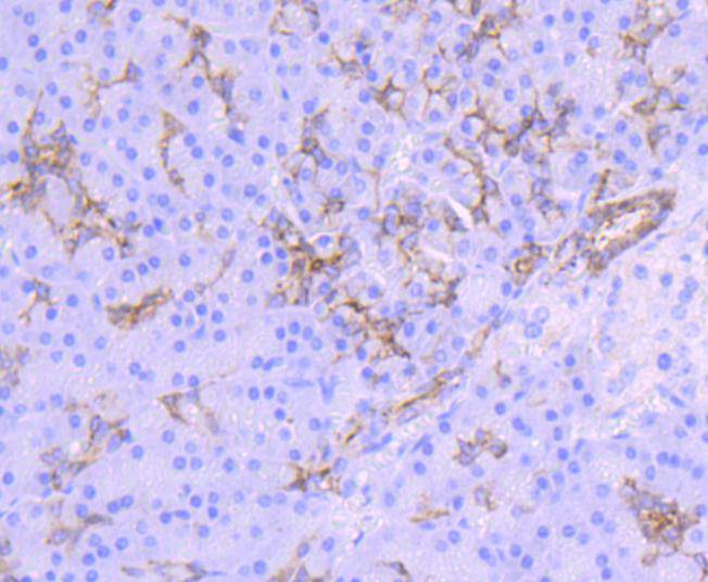 Midkine Rabbit mAb[49378]