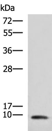COX7A2 antibody[31973]
