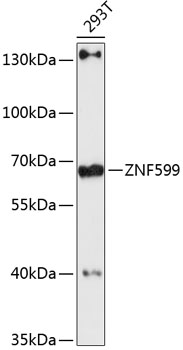 ZNF599 Polyclonal Antibody[279