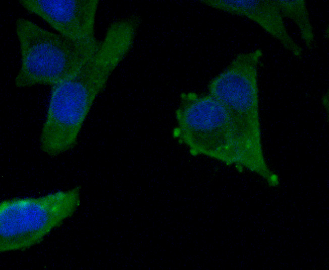 AXL Antibody[48205]