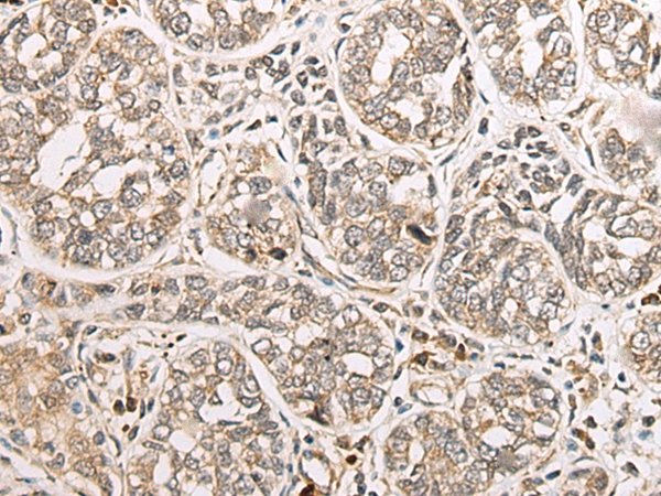 COA7 Antibody[46530]