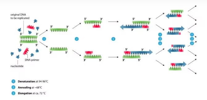qPCR内参基因选择指南