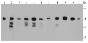 Bmi1 Antibody[48484]