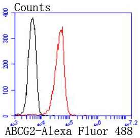 ABCG2 Rabbit mAb[49354]