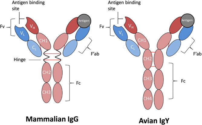 别再误会了！鸡根本没有IgG，它的免疫球蛋白叫IgY