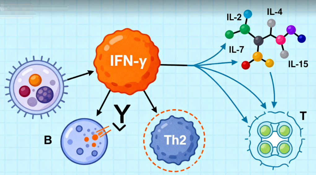细胞因子的核心作用特点