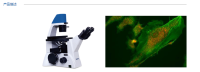 荧光生物显微镜MF52-M