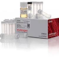 One Shot™ Stbl3™ 化学感受态大肠杆菌,C737303