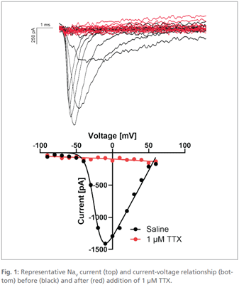 使用8通道自动膜片钳QPatch Compact对hiPSC诱导的神经元细胞进行检测