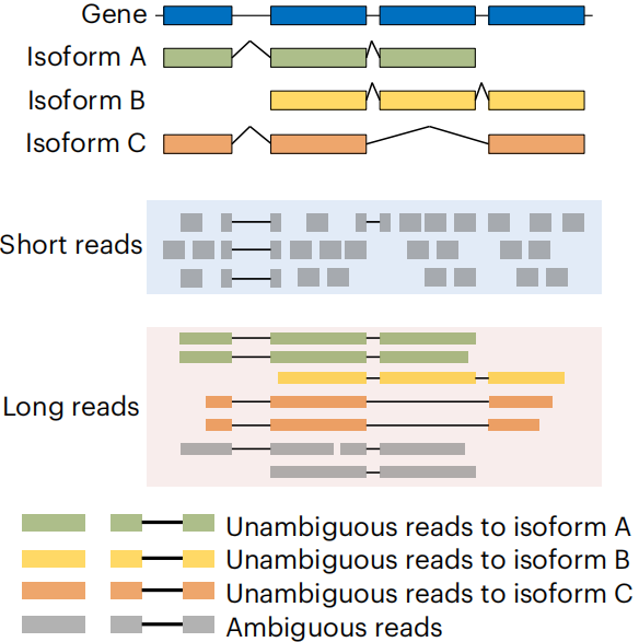 误差降一半，准确性翻倍：Nature Biotechnology 长短读长混合策略，让转录组测序亚型定量跃迁到“真香”时代！