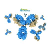 鱼精蛋白（Protamine）现货热销中 | 维百奥生物