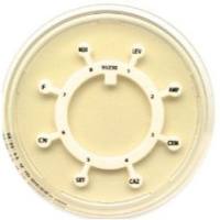 意大利利飞驰Liofilchem 8联药敏检测纸片