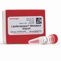Lipofectamine™ RNAiMAX 转染试剂,1377810