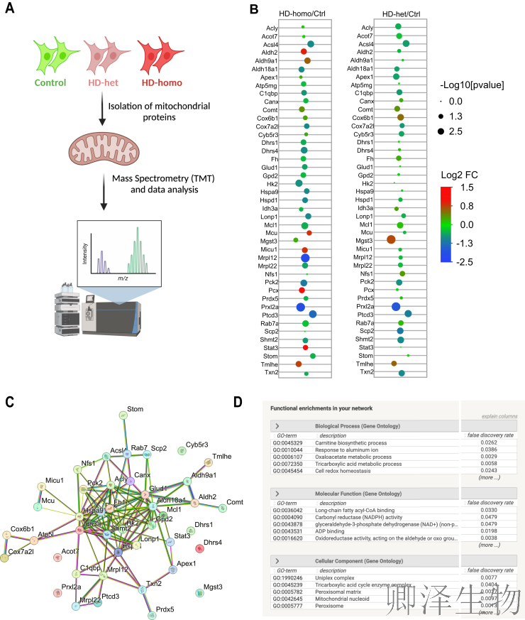 【线粒体翻译】  线粒体翻译大塞车！亨廷顿病新型致病机制破解