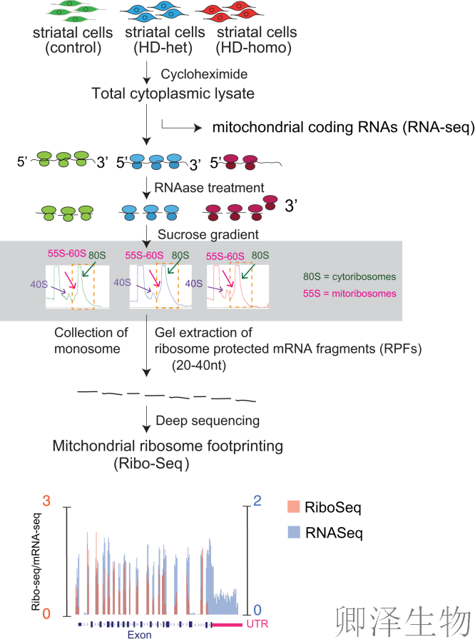 【线粒体翻译】  线粒体翻译大塞车！亨廷顿病新型致病机制破解