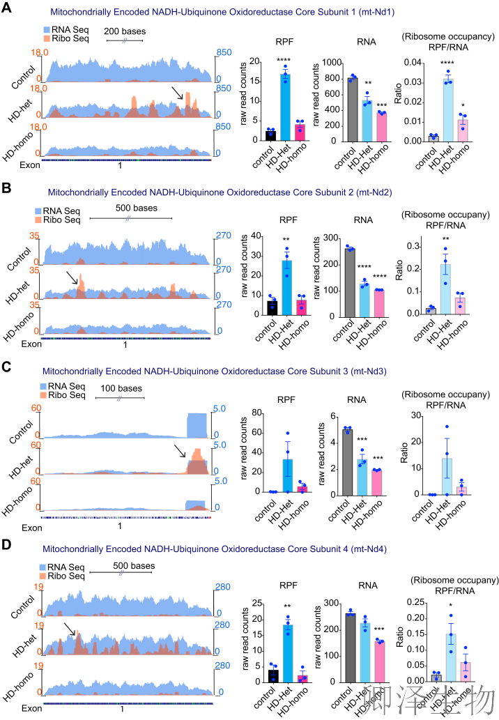 【线粒体翻译】  线粒体翻译大塞车！亨廷顿病新型致病机制破解