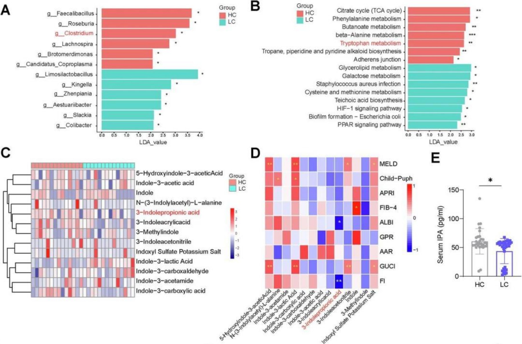 CMI | 肠道菌群代谢物IPA或成为肝硬化新候选药物