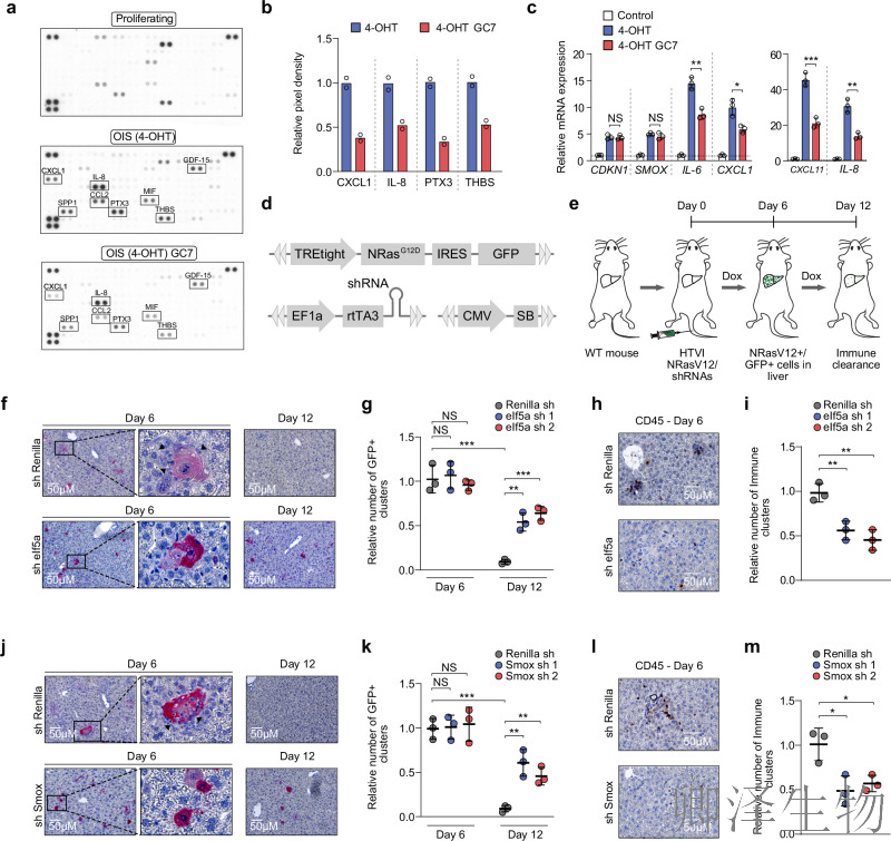 【线粒体翻译】 |eIF5A“超修饰”解密：p53如何通过线粒体翻译调控衰老细胞免疫监视