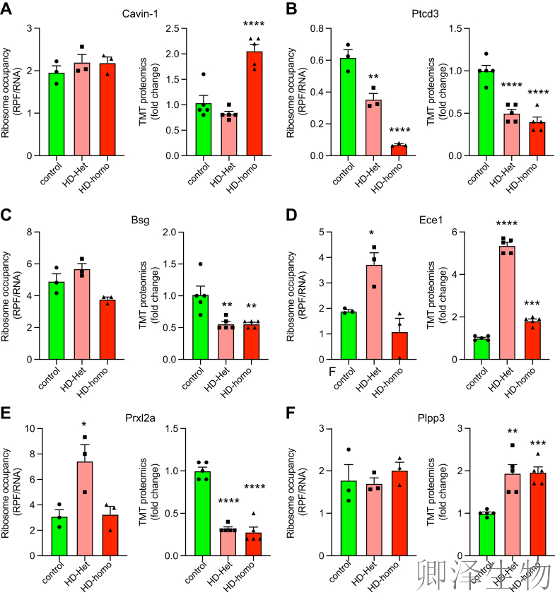 【线粒体翻译】  线粒体翻译大塞车！亨廷顿病新型致病机制破解