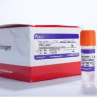 CELLstart™ 底物，A101420