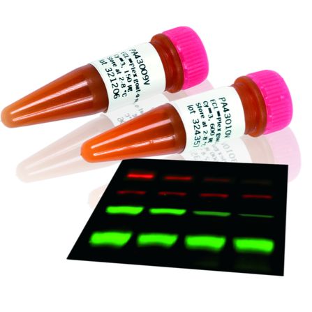 Amersham ECL Plex Cy3 和 Cy5 偶联抗体