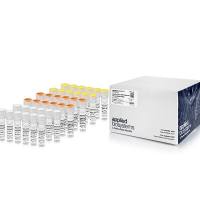 AmpliTaq Gold™ DNA 聚合酶,含 Gold 缓冲液和 MgCl2,4311820