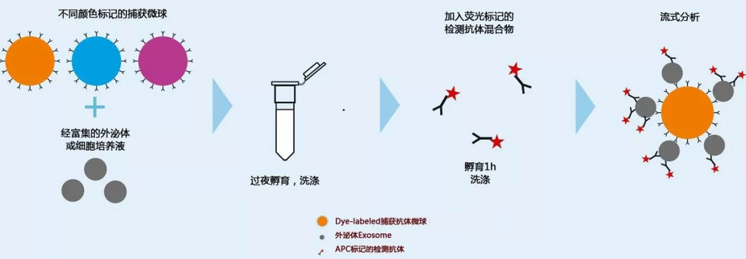 流式细胞术检测外泌体：方法、策略与实验技巧