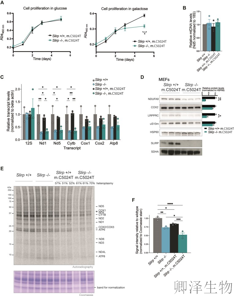 【线粒体翻译】 | 线粒体翻译的“守护者”：LRPPRC与SLIRP如何协同维持生命能量工厂的秩序