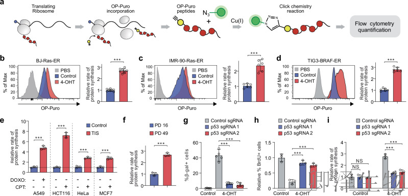 【线粒体翻译】 |eIF5A“超修饰”解密：p53如何通过线粒体翻译调控衰老细胞免疫监视