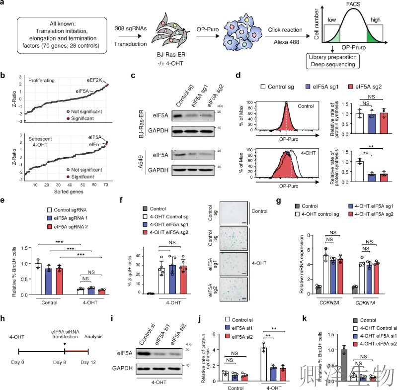 【线粒体翻译】 |eIF5A“超修饰”解密：p53如何通过线粒体翻译调控衰老细胞免疫监视