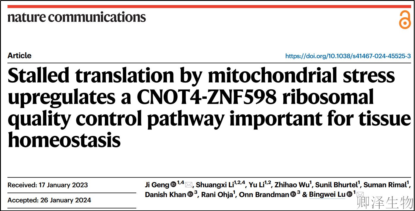 【线粒体翻译】 | 线粒体翻译大塞车？CNOT4-ZNF598化身“清障车”挽救神经退行