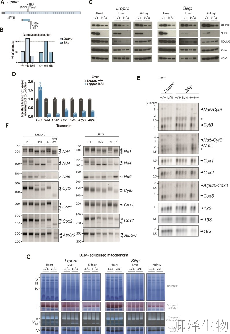 【线粒体翻译】 | 线粒体翻译的“守护者”：LRPPRC与SLIRP如何协同维持生命能量工厂的秩序