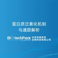 蛋白质泛素化机制与通路解析