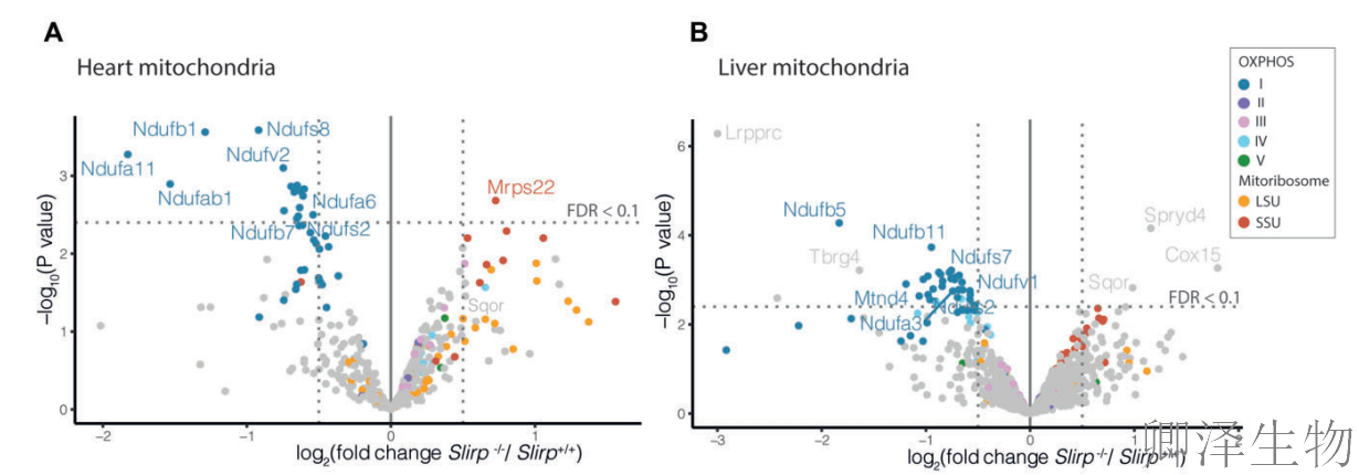 【线粒体翻译】 | 线粒体翻译的“守护者”：LRPPRC与SLIRP如何协同维持生命能量工厂的秩序