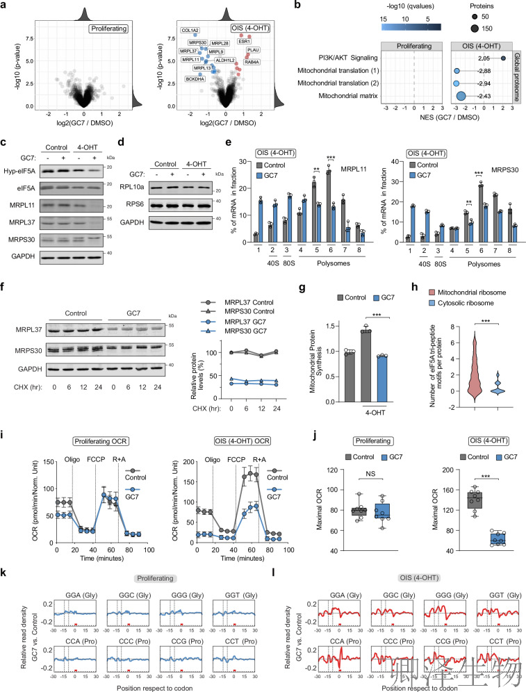 【线粒体翻译】 |eIF5A“超修饰”解密：p53如何通过线粒体翻译调控衰老细胞免疫监视