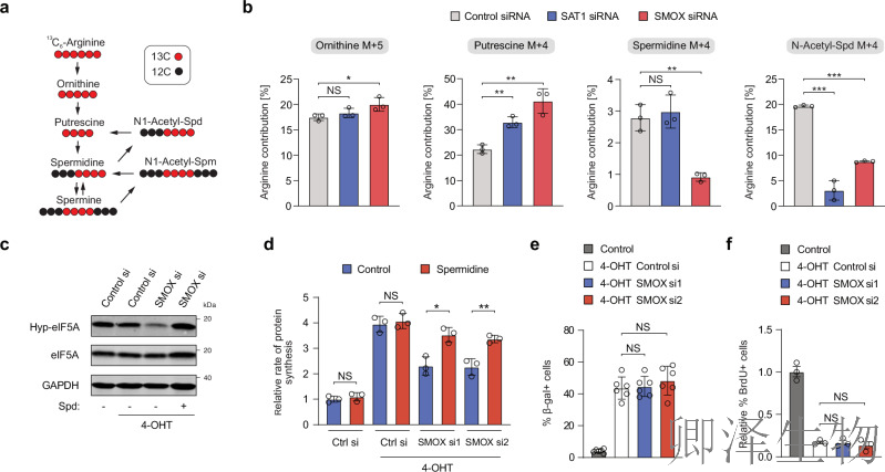【线粒体翻译】 |eIF5A“超修饰”解密：p53如何通过线粒体翻译调控衰老细胞免疫监视