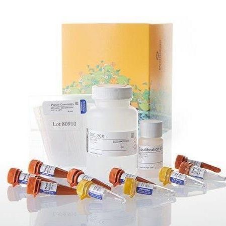 DeadEnd™TUNEL 荧光法检测系统