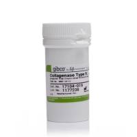 胶原酶IV,Collagenase IV,17104019