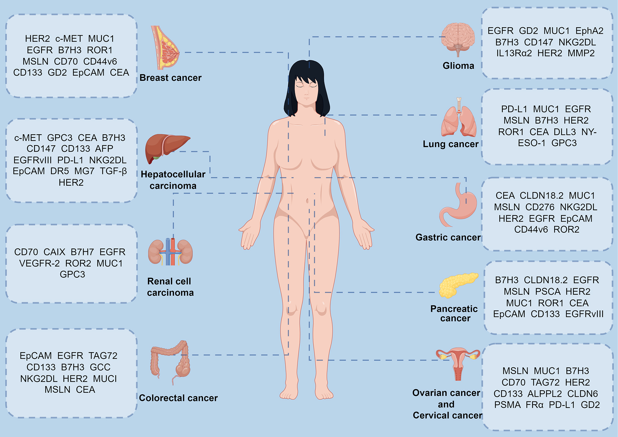「综述文章」CAR-T突破实体瘤微环境抑制的5大策略及靶点研究新进展