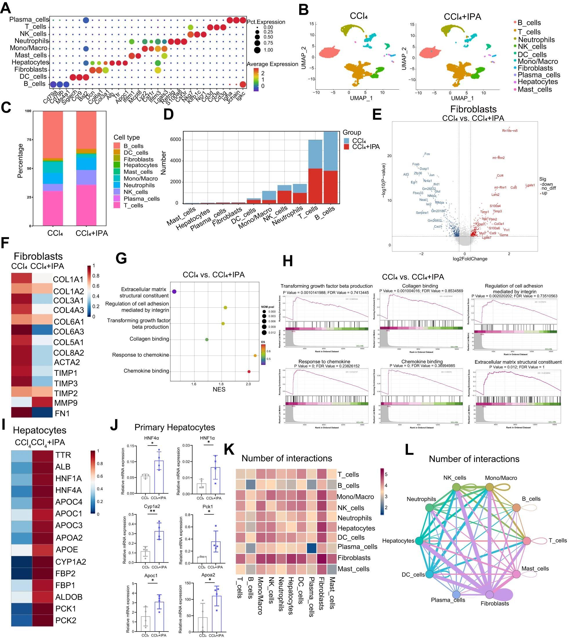 CMI | 肠道菌群代谢物IPA或成为肝硬化新候选药物
