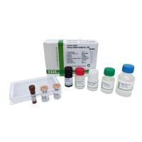 IBL 人成纤维细胞生长因子FGF23 ELISA  Cat#27266