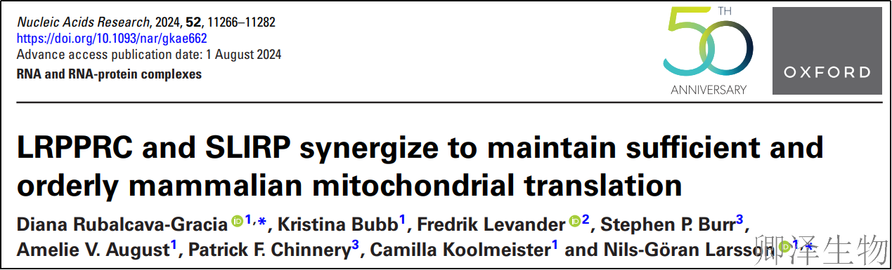 【线粒体翻译】 | 线粒体翻译的“守护者”：LRPPRC与SLIRP如何协同维持生命能量工厂的秩序
