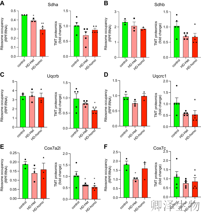 【线粒体翻译】  线粒体翻译大塞车！亨廷顿病新型致病机制破解