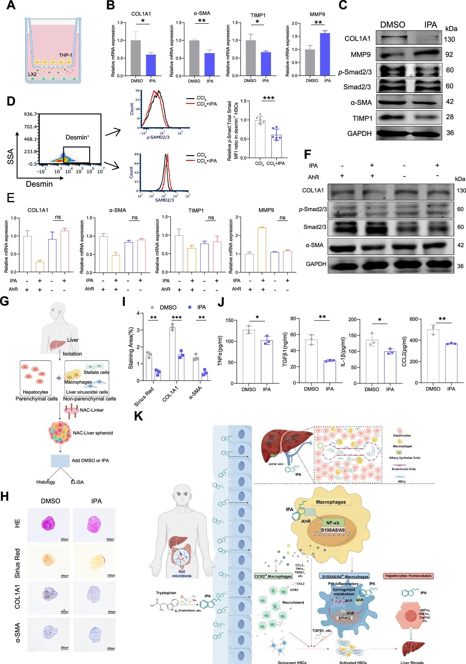 CMI | 肠道菌群代谢物IPA或成为肝硬化新候选药物