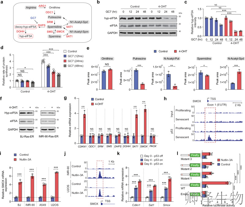 【线粒体翻译】 |eIF5A“超修饰”解密：p53如何通过线粒体翻译调控衰老细胞免疫监视