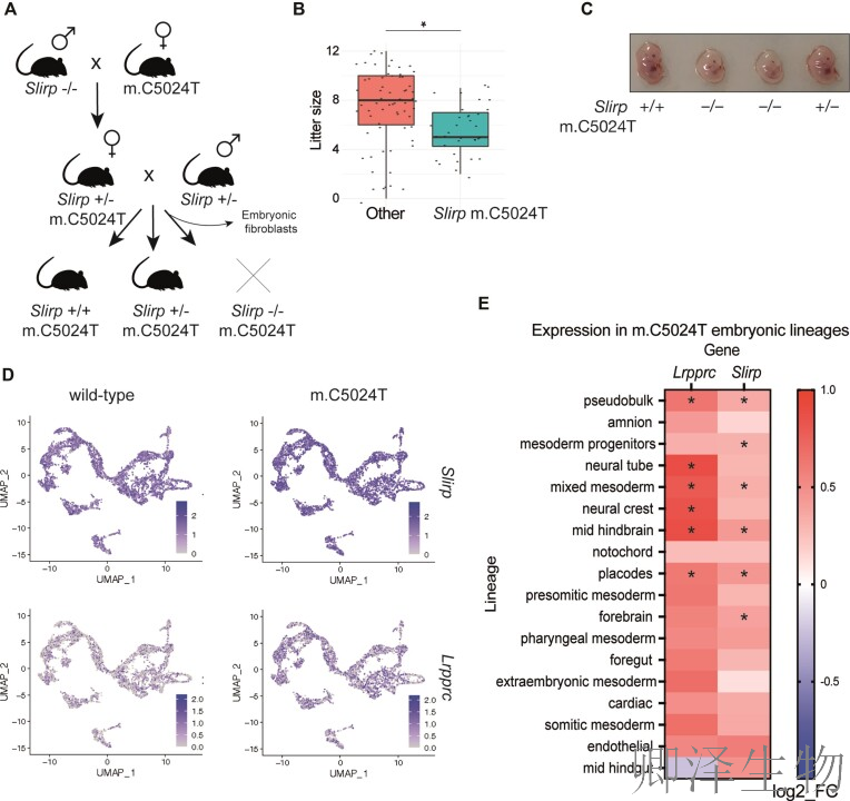 【线粒体翻译】 | 线粒体翻译的“守护者”：LRPPRC与SLIRP如何协同维持生命能量工厂的秩序