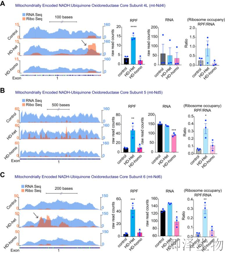【线粒体翻译】 线粒体翻译大塞车!亨廷顿病新型致病机制破解